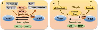 Succinylation and redox status in cancer cells